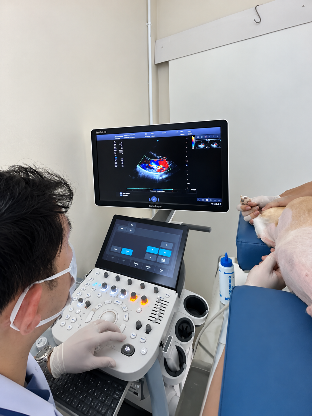 การตรวจหัวใจด้วย Echocardiogram สำหรับสุนัขและแมว โรงพยาบาลสัตว์ฮานะ